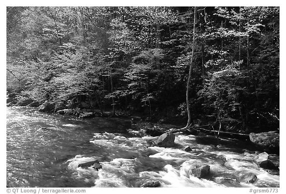 Sunlit Little River in the spring, early morning, Tennessee. Great Smoky Mountains National Park (black and white)