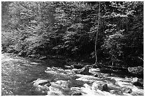 Sunlit Little River in the spring, early morning, Tennessee. Great Smoky Mountains National Park ( black and white)