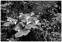 White trillium and columbine, Tennessee. Great Smoky Mountains National Park, USA. (black and white)