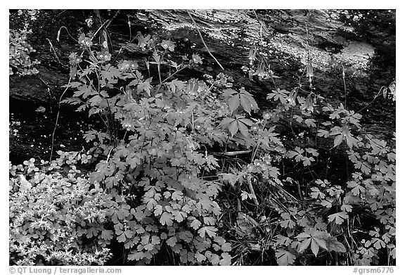 Undergrowth with Forget-me-nots and red Columbine, Tennessee. Great Smoky Mountains National Park (black and white)