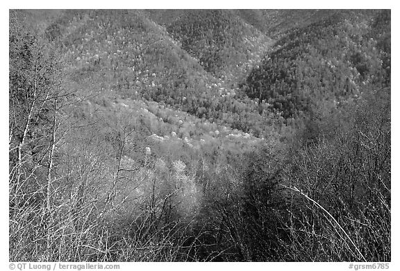 Shrubs and hillside, North Carolina. Great Smoky Mountains National Park (black and white)