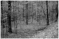Forest in spring with wildflowers, North Carolina. Great Smoky Mountains National Park ( black and white)