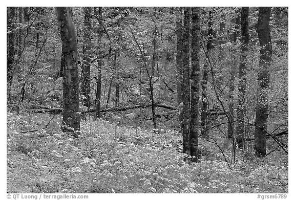 Carpet of white and blue wildflowers in spring forest, North Carolina. Great Smoky Mountains National Park (black and white)