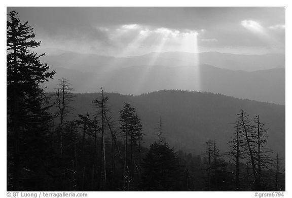 Silhouetted trees and God's rays from Clingmans Dome, early morning, North Carolina. Great Smoky Mountains National Park (black and white)