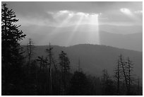 Silhouetted trees and God's rays from Clingmans Dome, early morning, North Carolina. Great Smoky Mountains National Park, USA. (black and white)