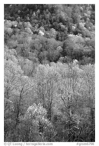 Verdant trees and hillside in spring, late afternoon, Tennessee. Great Smoky Mountains National Park (black and white)