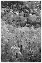 Verdant trees and hillside in spring, late afternoon, Tennessee. Great Smoky Mountains National Park ( black and white)