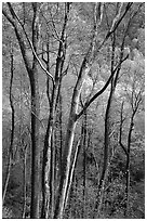 Spring hillside seen through tree trunks, late afternoon, Tennessee. Great Smoky Mountains National Park ( black and white)