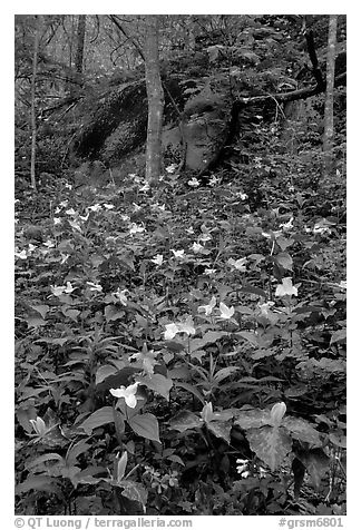 Multicolored Trillium in spring forest, Chimney area, Tennessee. Great Smoky Mountains National Park (black and white)