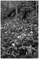 Multicolored Trillium in spring forest, Chimney area, Tennessee. Great Smoky Mountains National Park, USA. (black and white)