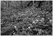Carpet of multicolored Trilium in forest, Chimney area, Tennessee. Great Smoky Mountains National Park, USA. (black and white)
