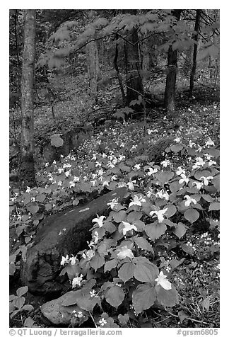 Carpet of White Trilium in verdant forest, Chimney area, Tennessee. Great Smoky Mountains National Park (black and white)