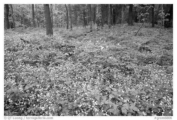 Forest floor covered with Fringed Phacelia (Phacelia fimbriata), Chimney area, Tennessee. Great Smoky Mountains National Park (black and white)