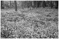 Forest floor covered with Fringed Phacelia (Phacelia fimbriata), Chimney area, Tennessee. Great Smoky Mountains National Park ( black and white)