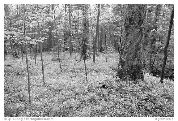 Forest floor covered with small white Fringed Phacelia flowers, Chimney area, Tennessee. Great Smoky Mountains National Park (black and white)