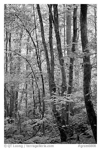 Spring Forest in rain, Chimney area, Tennessee. Great Smoky Mountains National Park (black and white)
