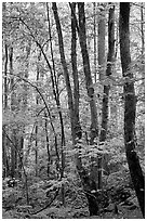 Spring Forest in rain, Chimney area, Tennessee. Great Smoky Mountains National Park ( black and white)