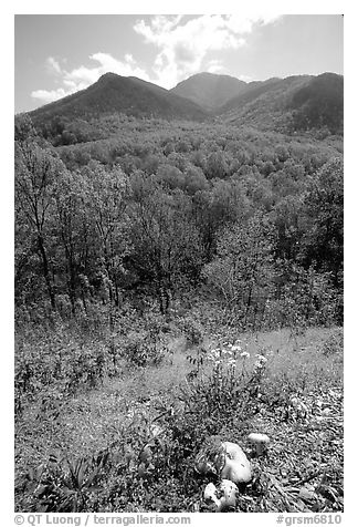 Mushroom, Hillside, and Mount Le Conte, Tennessee. Great Smoky Mountains National Park (black and white)