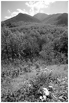Mushroom, Hillside, and Mount Le Conte, Tennessee. Great Smoky Mountains National Park ( black and white)