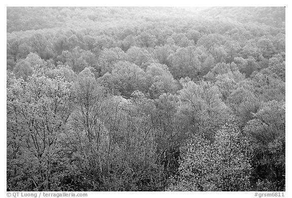 Forest canopy in spring, Tennessee. Great Smoky Mountains National Park (black and white)