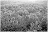 Forest canopy in spring, Tennessee. Great Smoky Mountains National Park ( black and white)