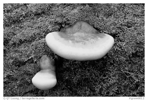 Mushroom close-up, Tennessee. Great Smoky Mountains National Park, USA.