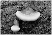Mushroom close-up, Tennessee. Great Smoky Mountains National Park, USA. (black and white)