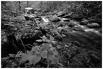 Cosby Creek, Tennessee. Great Smoky Mountains National Park ( black and white)