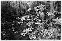 Wildflowers next to the Middle Prong of the Little Pigeon River, Tennessee. Great Smoky Mountains National Park ( black and white)
