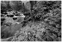 Spring Wildflowers next river flowing in forest, Greenbrier, Tennessee. Great Smoky Mountains National Park ( black and white)