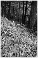 Crested Dwarf Irises blooming in the spring, Greenbrier, Tennessee. Great Smoky Mountains National Park, USA. (black and white)