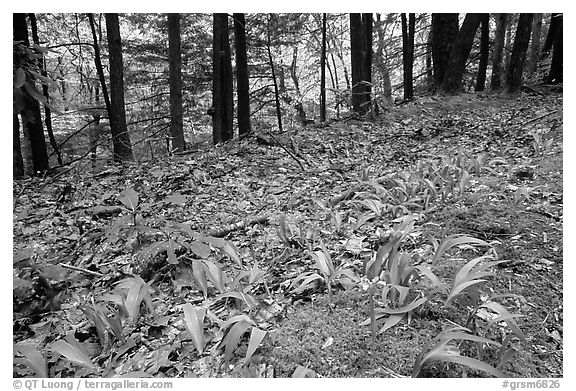 Forest floor with Crested Dwarf Iris, Greenbrier, Tennessee. Great Smoky Mountains National Park (black and white)