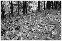 Forest floor with Crested Dwarf Iris, Greenbrier, Tennessee. Great Smoky Mountains National Park, USA. (black and white)
