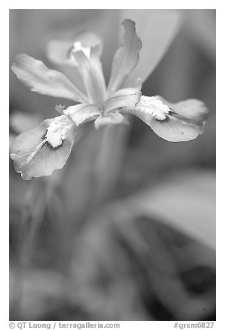Crested Dwarf Iris close-up, Tennessee. Great Smoky Mountains National Park (black and white)