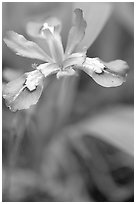Crested Dwarf Iris close-up, Tennessee. Great Smoky Mountains National Park, USA. (black and white)