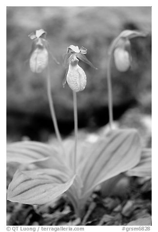 Three pink lady slippers, Greenbrier, Tennessee. Great Smoky Mountains National Park, USA.