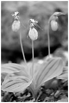 Three pink lady slippers, Greenbrier, Tennessee. Great Smoky Mountains National Park ( black and white)