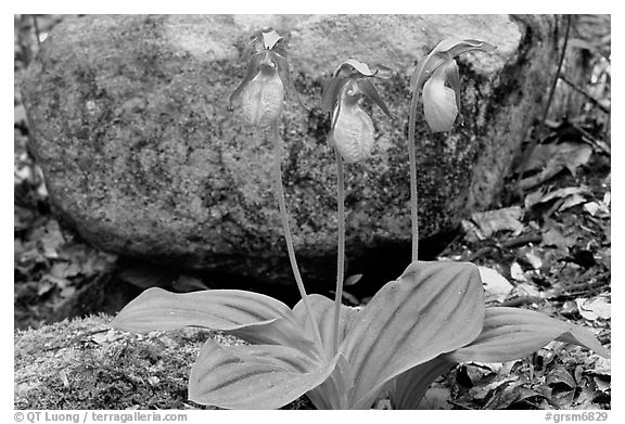 Pink lady slippers and rock, Greenbrier, Tennessee. Great Smoky Mountains National Park (black and white)