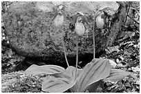 Pink lady slippers and rock, Greenbrier, Tennessee. Great Smoky Mountains National Park ( black and white)