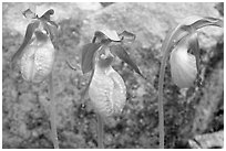 Three pink lady slippers and rock, Tennessee. Great Smoky Mountains National Park ( black and white)