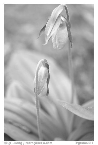 Yellow lady slippers close-up, Tennessee. Great Smoky Mountains National Park (black and white)