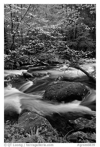 Blooming dogwood and stream flowing over boulders, Middle Prong of the Little River, Tennessee. Great Smoky Mountains National Park (black and white)