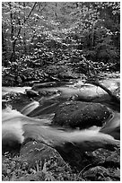 Blooming dogwood and stream flowing over boulders, Middle Prong of the Little River, Tennessee. Great Smoky Mountains National Park ( black and white)