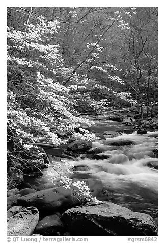 Blooming dogwoods along the Middle Prong of the Little River, Tennessee. Great Smoky Mountains National Park (black and white)