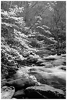 Blooming dogwoods along the Middle Prong of the Little River, Tennessee. Great Smoky Mountains National Park ( black and white)