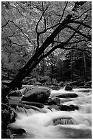 Dogwoods trees in bloom overhanging river cascades, Middle Prong of the Little River, Tennessee. Great Smoky Mountains National Park, USA. (black and white)
