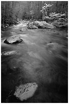 Flowing water, Middle Prong of the Little River, Tennessee. Great Smoky Mountains National Park ( black and white)