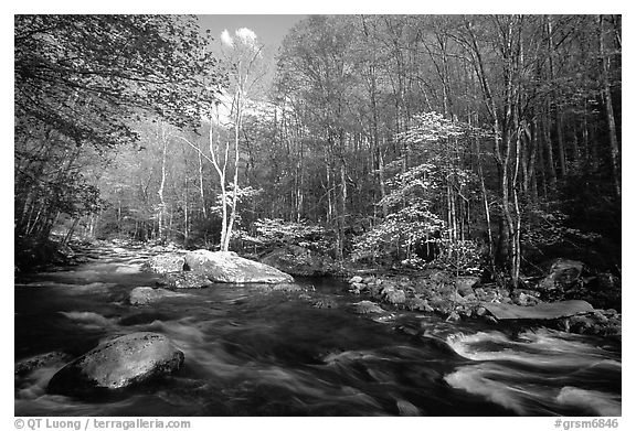 River and dogwoods, late afternoon sun, Middle Prong of the Little River, Tennessee. Great Smoky Mountains National Park (black and white)