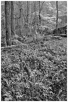 Crested Dwarf Irises in Forest, Roaring Fork, Tennessee. Great Smoky Mountains National Park, USA. (black and white)