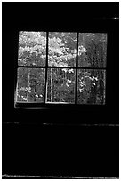 Dogwood blooms seen from the window of Jim Bales cabin, Tennessee. Great Smoky Mountains National Park, USA. (black and white)